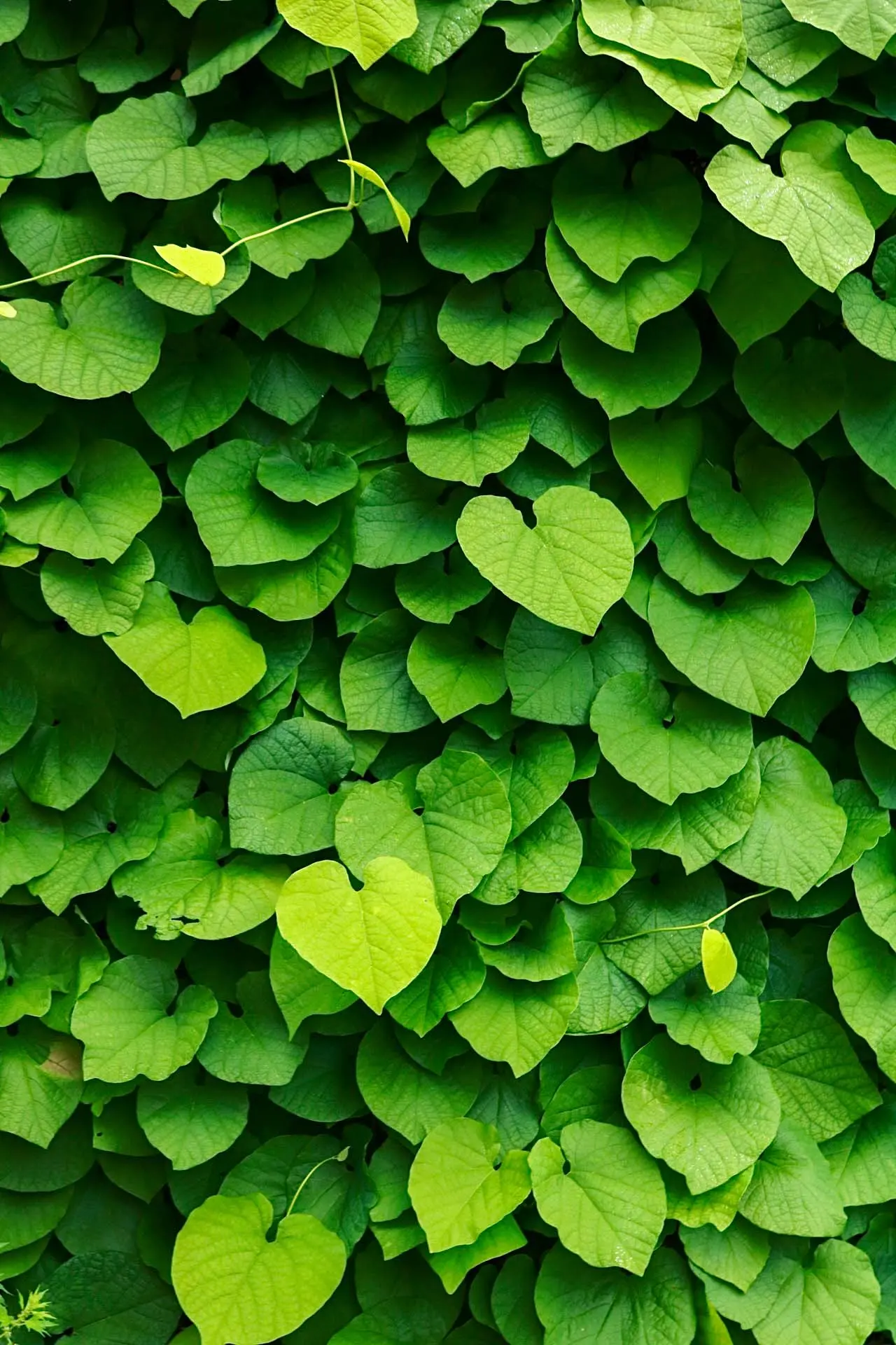 Leafs